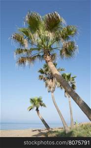 Palm tree on the beach. Sea and blue sky.