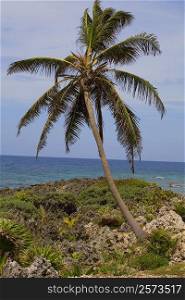 Palm tree on the coast, Roatan, Bay Islands, Honduras