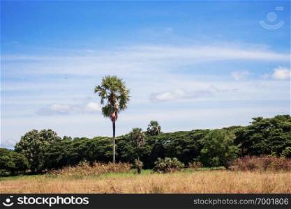 Palm tree on the countryside with blue sky.