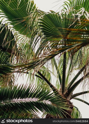 Palm tree on the promenade