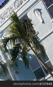 Palm tree on the roadside, Miami, Florida, USA