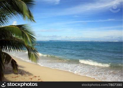 Palm tree on the sand beach in Savaii, Samoa