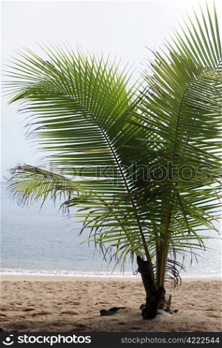 Palm tree on the sand, Ko Samui, Thailand