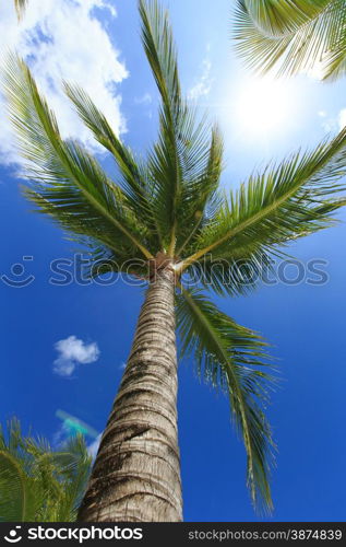 Palm tree on the sky