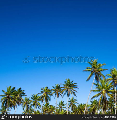 Palm tree on the sky