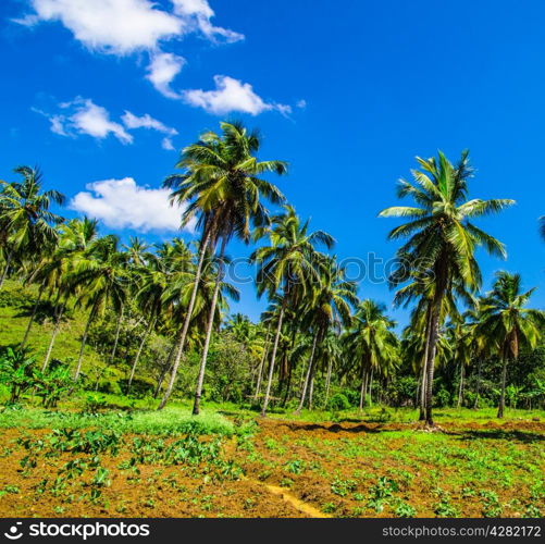 Palm tree on the sky