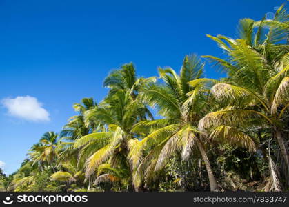 Palm tree on the sky