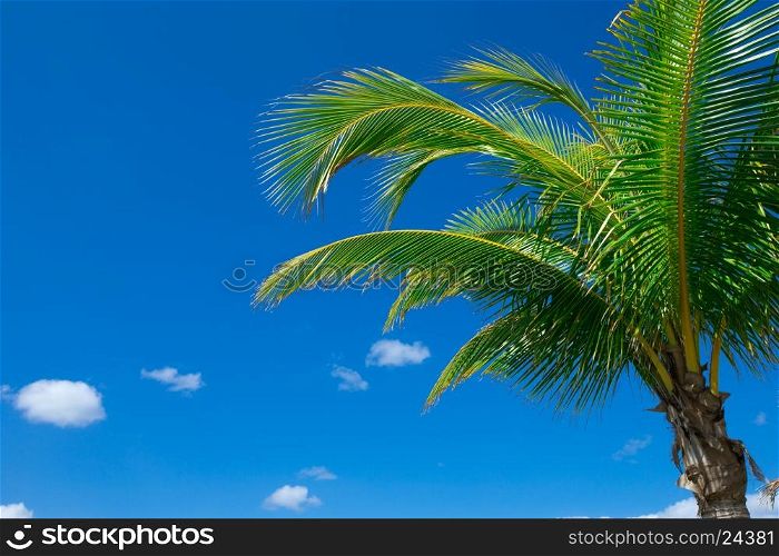 Palm tree on the sky&#xA;&#xA;