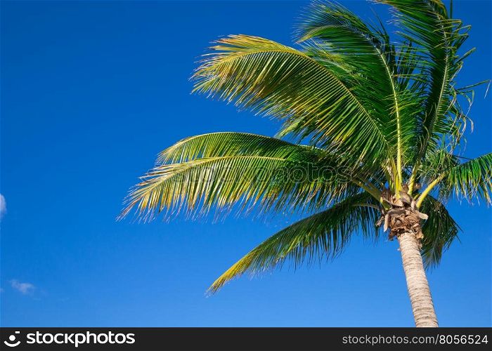 Palm tree on the sky&#xA;&#xA;