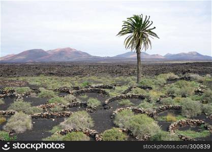 Palm tree on the volcano land in Lancerote island, Spain