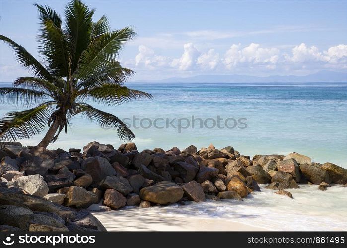 Palm tree on the white beach with beautiful sea