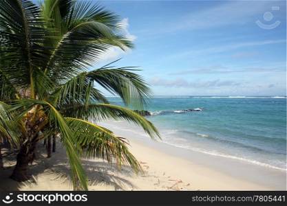 Palm tree on the white sand beach and sea in Samoa