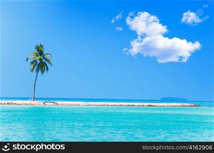 Palm tree on tropical island at ocean. Maldives.