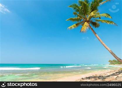 Palm tree on tropical ocean beach