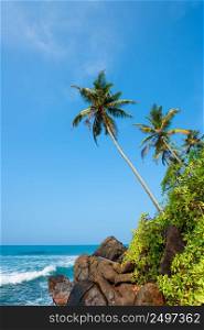 Palm tree over the ocean on tropical coast