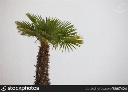 Palm tree over white wall backhround