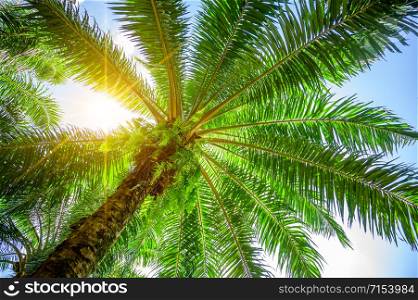Palm tree Palm Oil Green leafy bushes with the sun&rsquo;s rays shining.