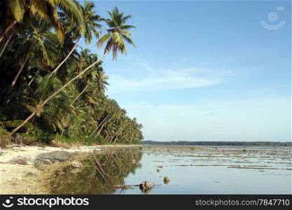 Palm tree plantation on the Pantai Sorak beach in Nias, Indonesia