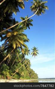 Palm tree plantation on the Pantai Sorak beach in Nias, Indonesia