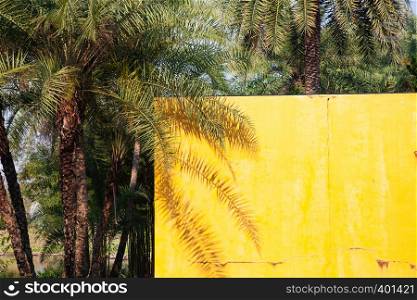 palm tree shadow on a yellow wall