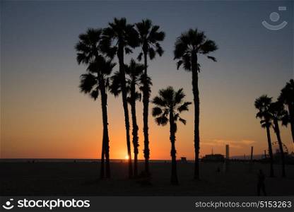Palm Tree silhouette at dusk on Santa Monica Beach, California