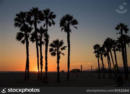 Palm Tree silhouette at dusk on Santa Monica Beach, California