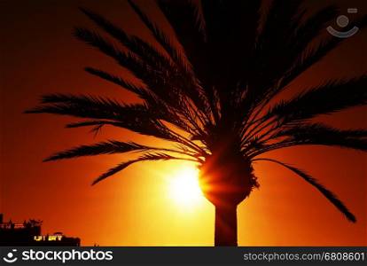 Palm tree silhouette at sunset.