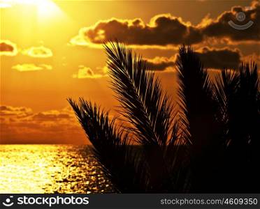 Palm tree silhouette at sunset on the beach, beautiful summertime holidays background, romantic tropical beach vacation, dramatic dark orange sky with bright sun light, peaceful nature zen landscape