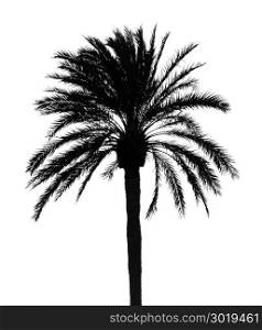 Palm tree silhouette isolated. Palm tree silhouette against sky at dusk in Mallorca, Spain.