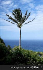 Palm tree swaying on the beach, Pololu Valley, Kohala, Big Island, Hawaii Islands, USA