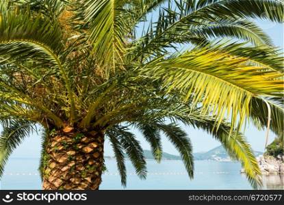 Palm tree top (closeup) on sea coast background (Montenegro, Budva)