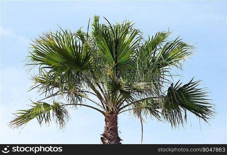 Palm tree top on blue sky background.
