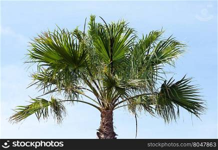 Palm tree top on blue sky background.