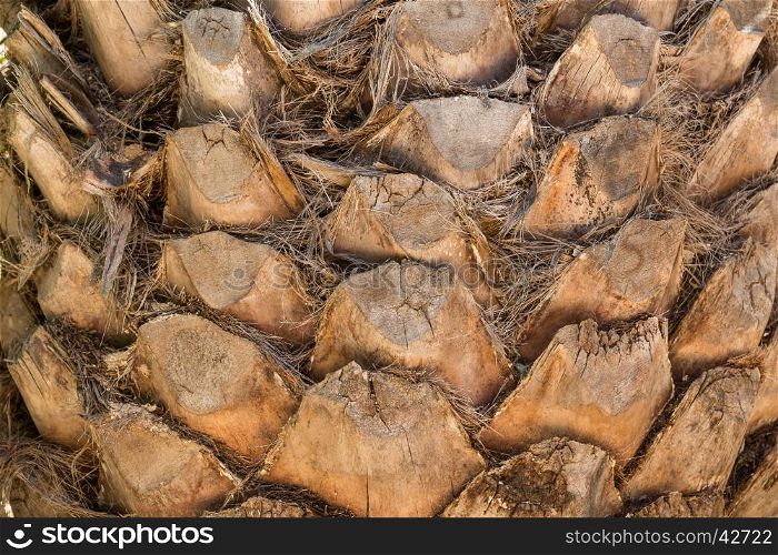 palm tree trunk background texture