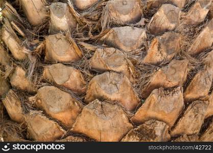 palm tree trunk background texture