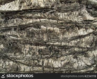 Palm tree trunk close up background