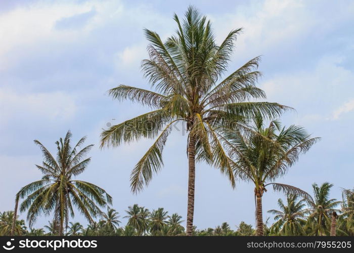 Palm tree with coconut in farm Thailand