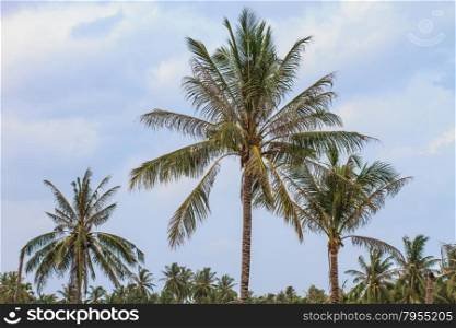 Palm tree with coconut in farm Thailand
