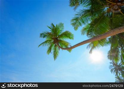 Palm tree with coconuts hang over tropical beach at sunny summer day