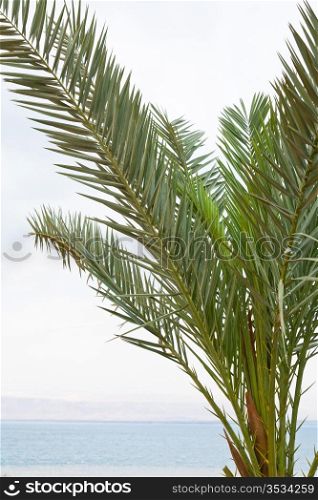 palm tree with Dead Sea on background on sunrise