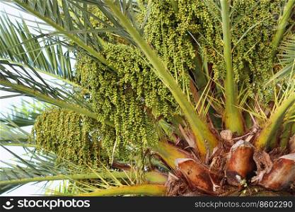 Palm tree with green fruits, close-up