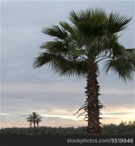 Palm tree with mountains in background, Atlas Mountains, Marrakesh, Morocco