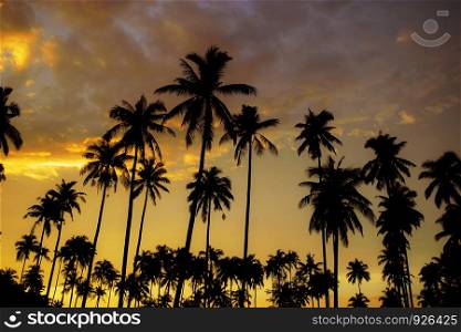 Palm tree with silhouette at the golden sky.