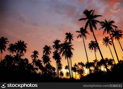 Palm tree with silhouettethe at the colorful of sky in evening.