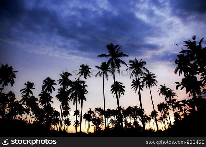Palm tree with the silhouette at blue sky.