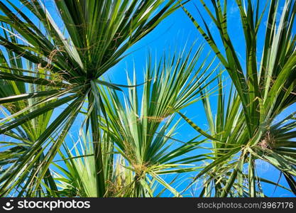 Palm trees against blue sky