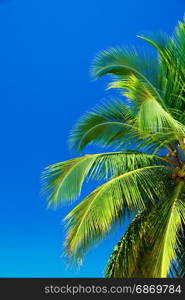 Palm trees against blue sky