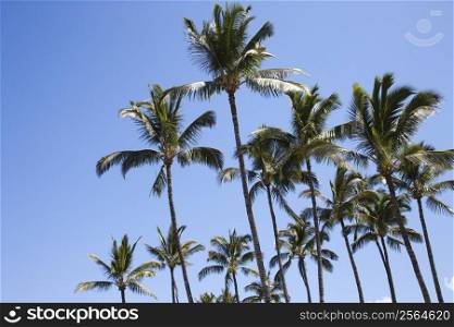 Palm trees against blue sky in Maui, Hawaii.