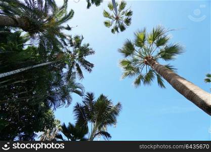 Palm trees against blue tropical sky