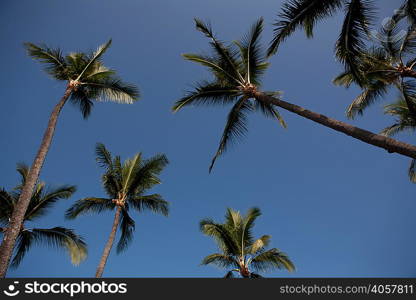 Palm trees against clear blue sky, low angle